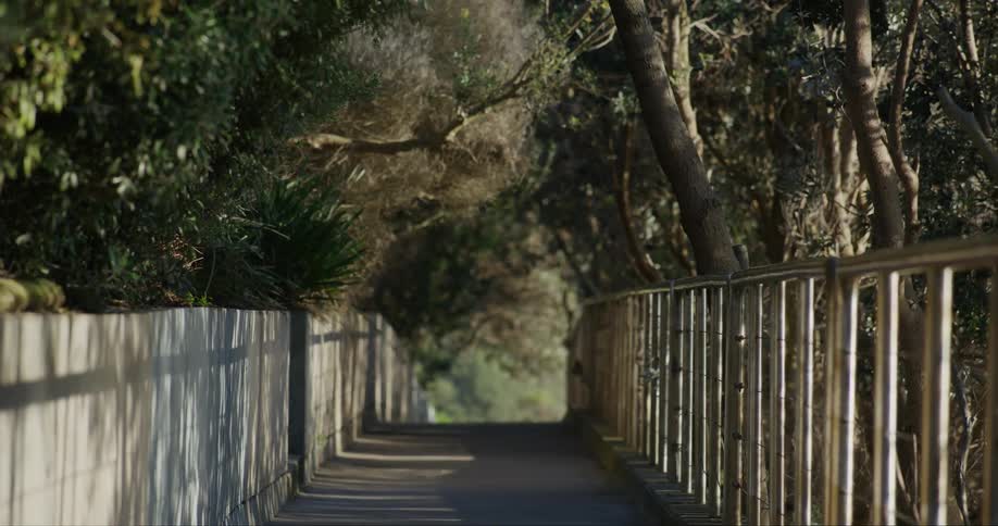 A bridge under a tree canopy