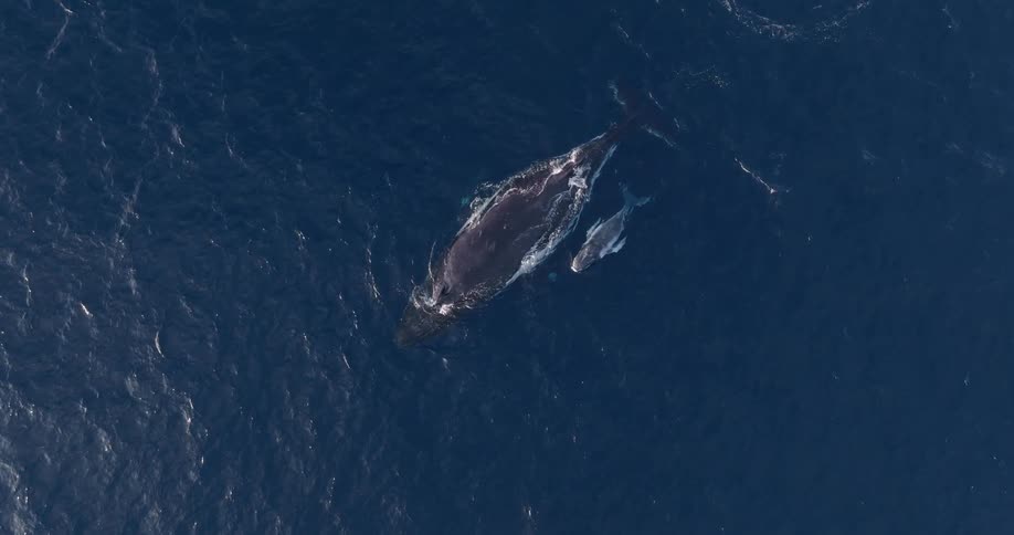 Aerial view of an adult whale and calf at the surface