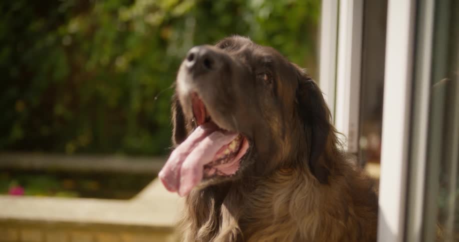 A brown dog yawns