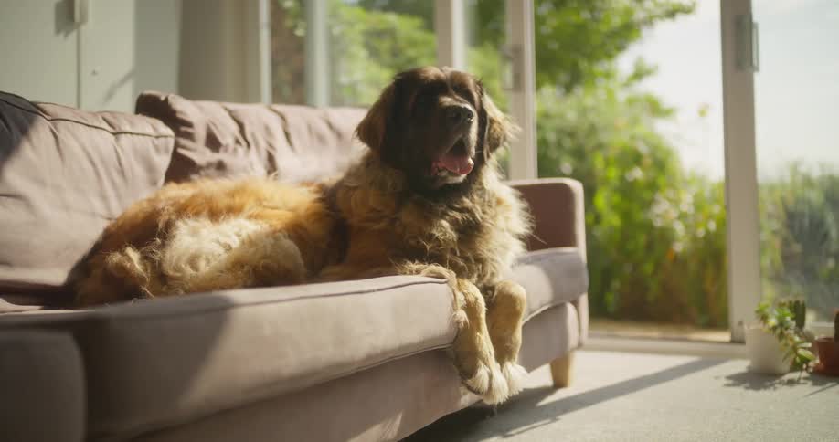 Large dog lying on a brown sofa indoors