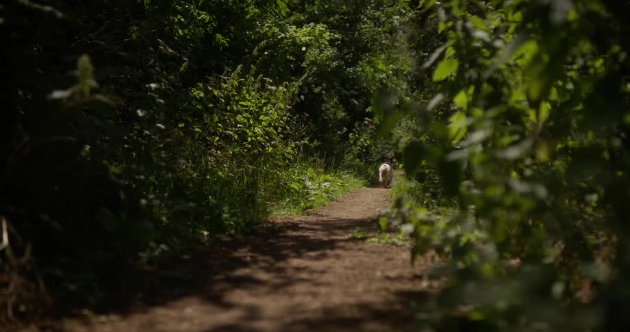 Dog running alone along a narrow trail surrounded by dense vegetation