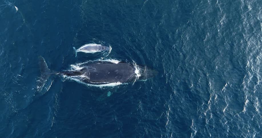 Aerial view of two whales one adult and one baby on the surface of the sea