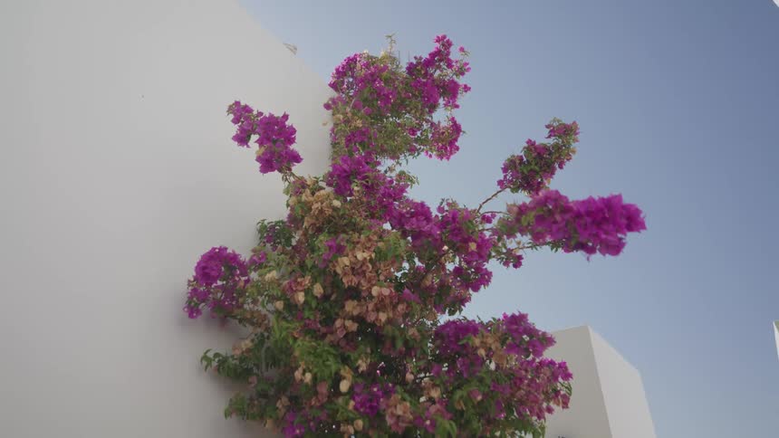 Plant with purple and pink flowers growing along a white wall under a clear sky