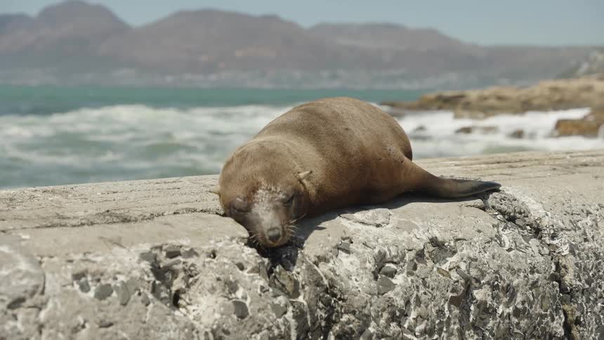 Sea lion sleeping on a rock by the sea