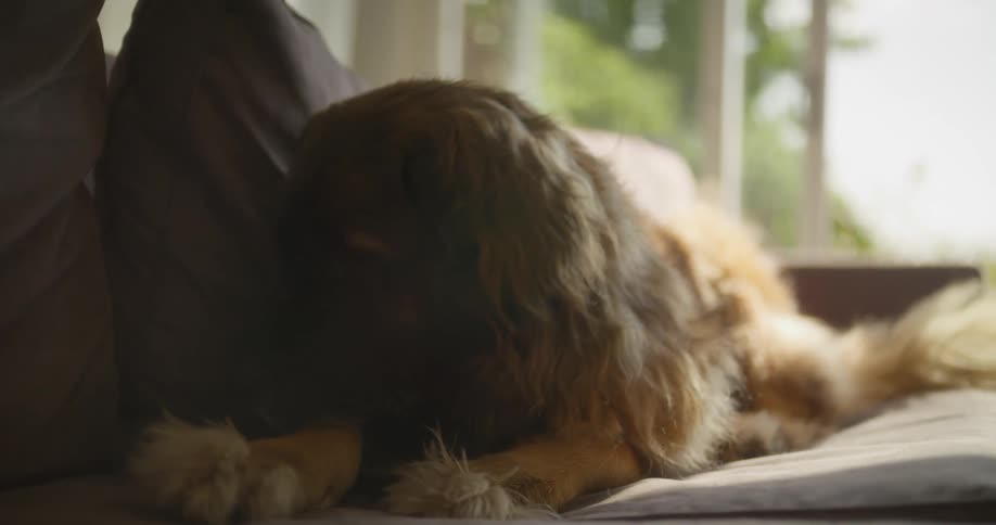 Dog lying on a brown sofa