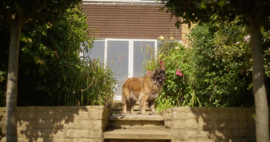 Brown and black dog stands at the top of a stone steps ion a backyard