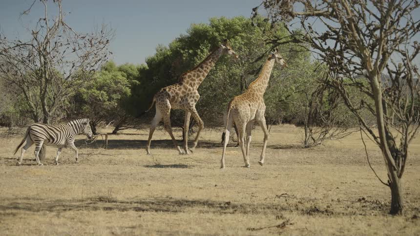 Two giraffes and a zebra walk through a field with scattered trees