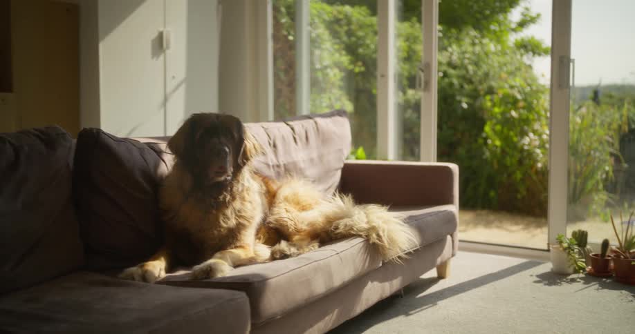 Long haired brown dog sitting on a sofa inside a room