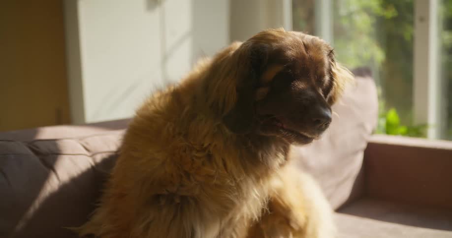 Dog on the living room couch scratching its own fur