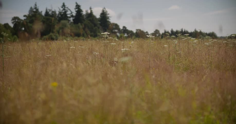 Brown and white english cocker spaniel runs through a field of tall grass on a bright day