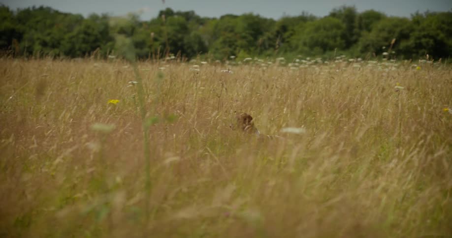 A dog jumps through a wheat field