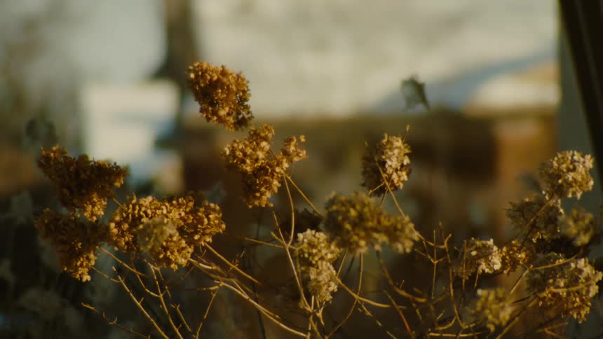 Closeup of dried flowers with a blurred background