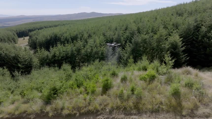 A large drone sprays chemicals over pine trees