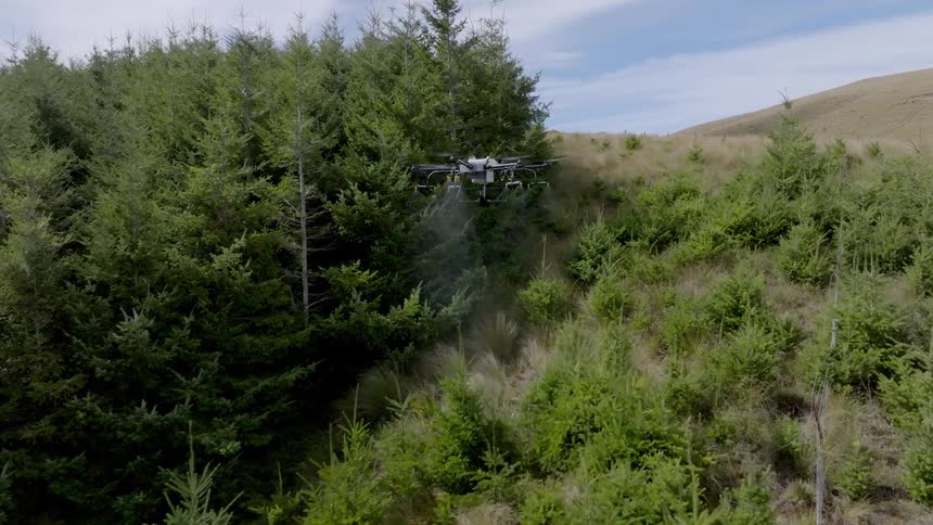 Aerial view of a forestry drone working above pine trees