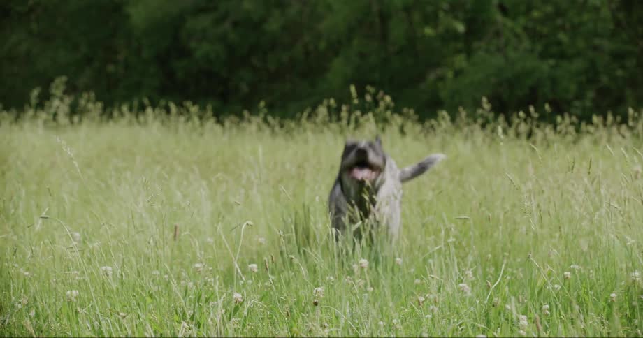 A dog runs through a meadow