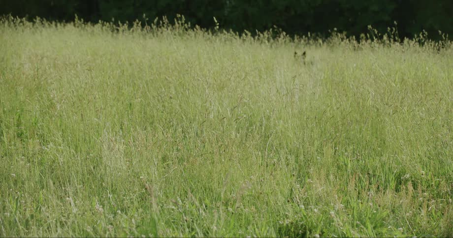 A person throws a stick into a field so his dog will fetch it