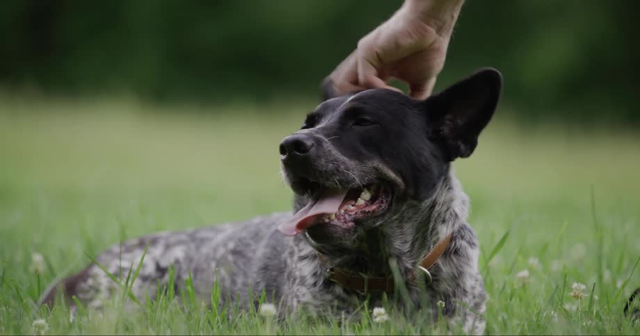 A dog laying in down while panting and being pet