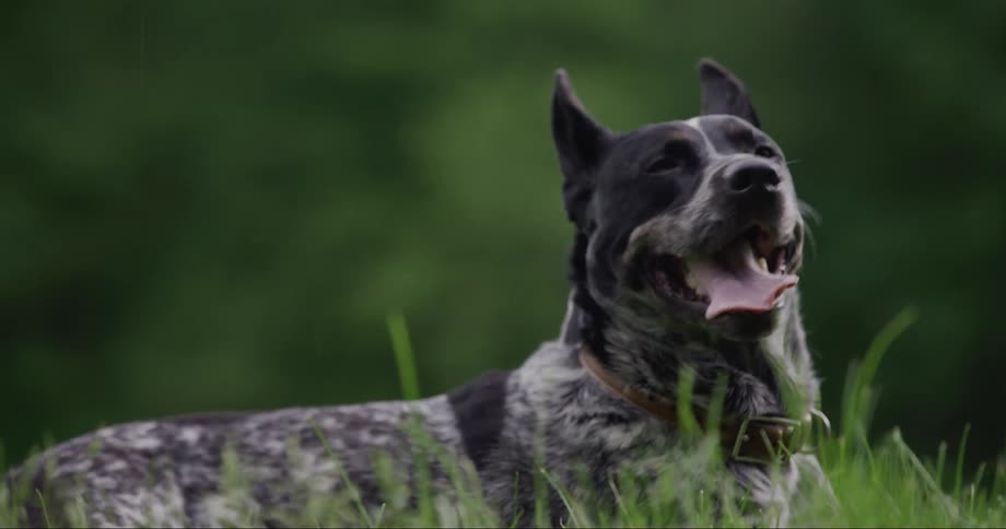 Dog lying on the grass with his tongue out