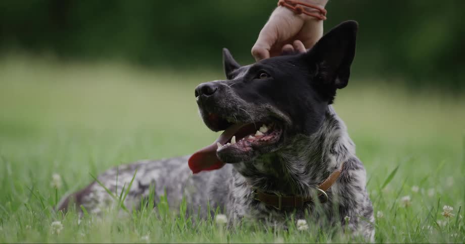 Furry dog receives a pat on the head from a human hand