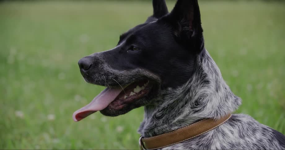 A dog happily pants