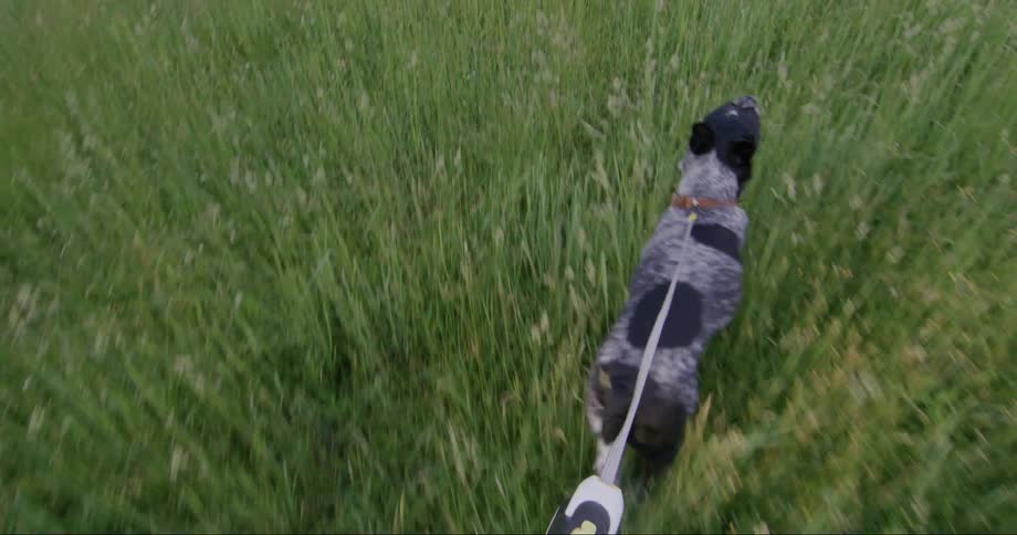 A firstperson view of a person holding the leash of a dog walking through a green field