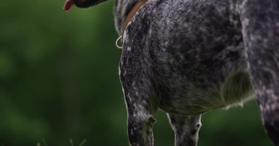 Close up of a spotted dog standing in the grass looking around and panting
