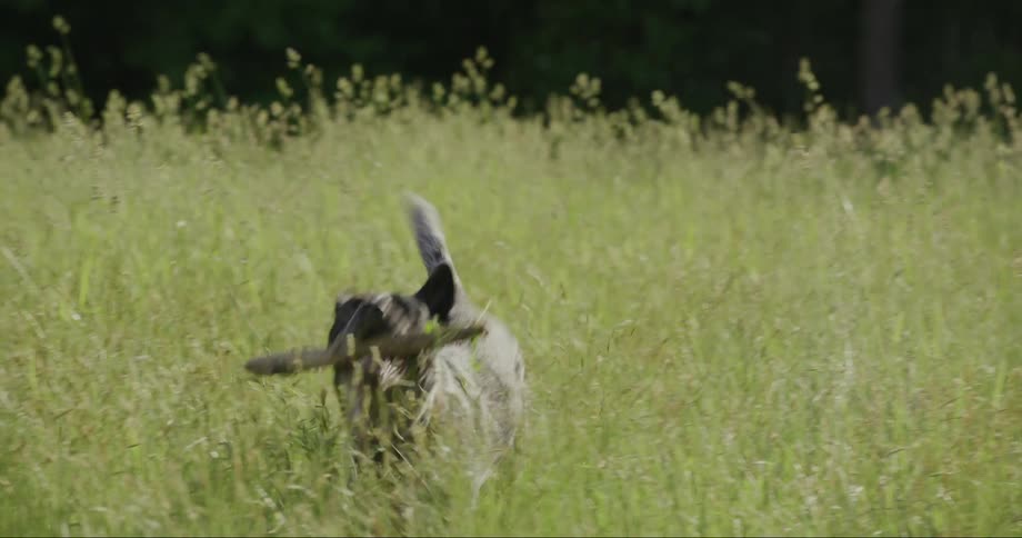 A spotted dog with a stick on its mouth running on a field of tall grass