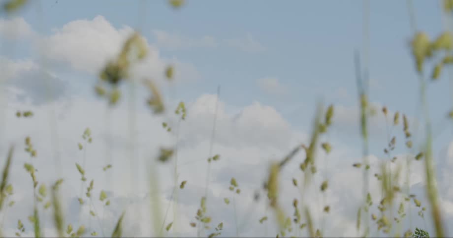 A field of tall grass against a blue sky with clouds