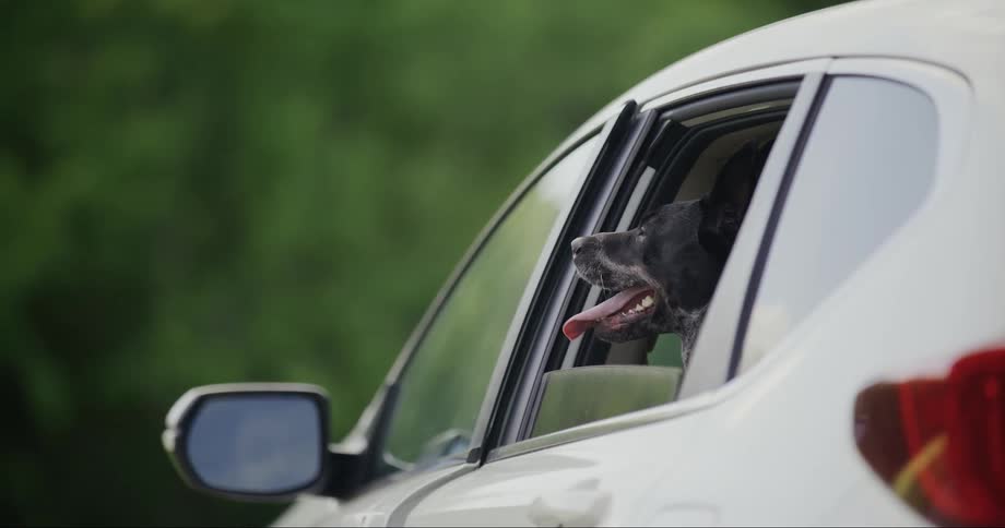 A dog with its head out of a car window enjoying the breeze