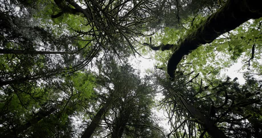 Looking up at the tree canopy