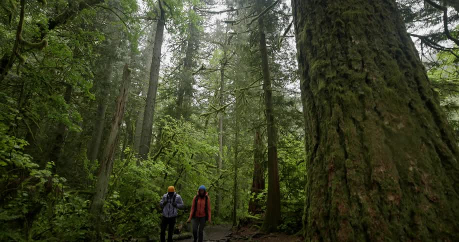 Two people wearing backpacks and coats are walking on a path between a forest of huge trees