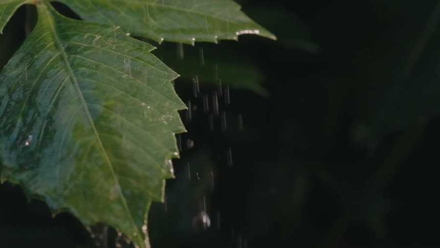 Large falling rain drops quickly flood and fall from a jagged edged green plant leaf from an up close perspective