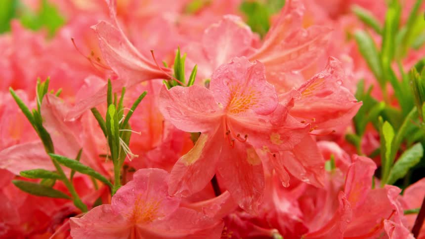 Close up of raindrops falling on orange blossoms