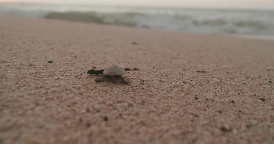A newborn turtle on a sandy beach with the ocean in the background during dawn or dusk