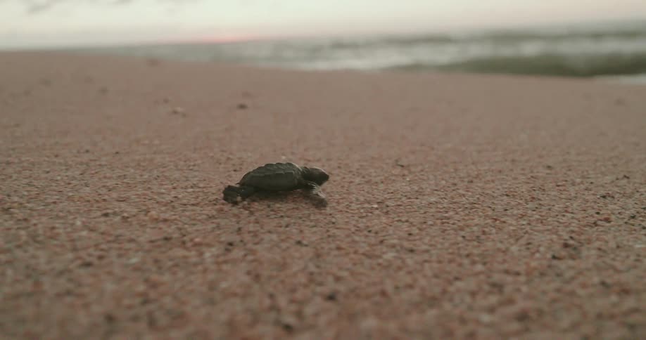A baby turtle moves across the sandy beach to the ocean