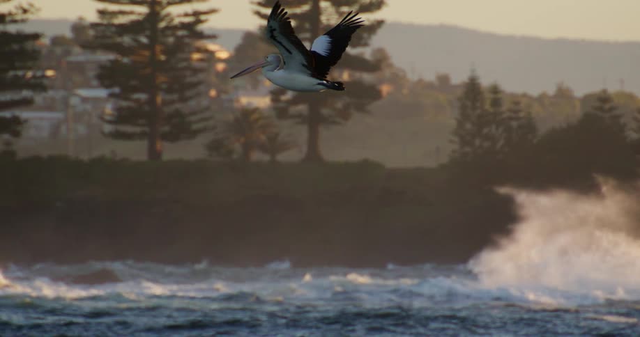 Large bird flying in a natural environment at dawn