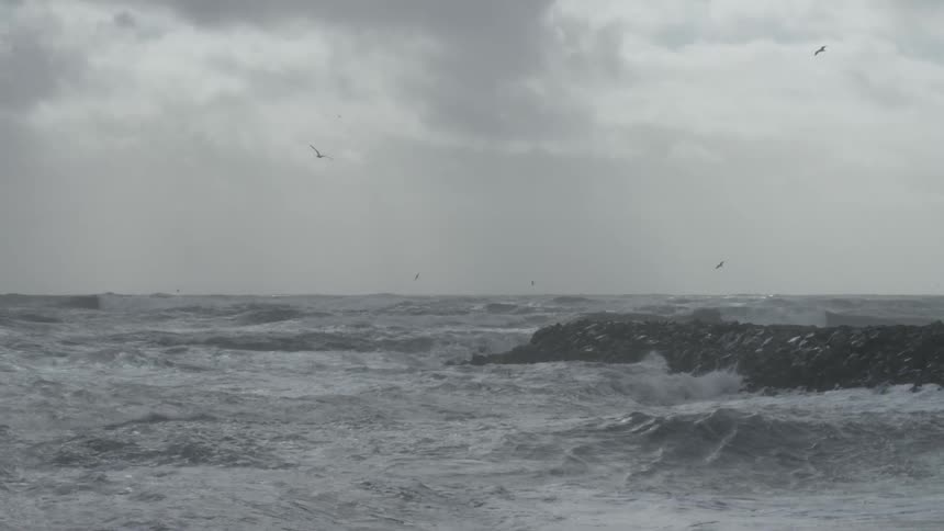 Birds fly over the rough shore