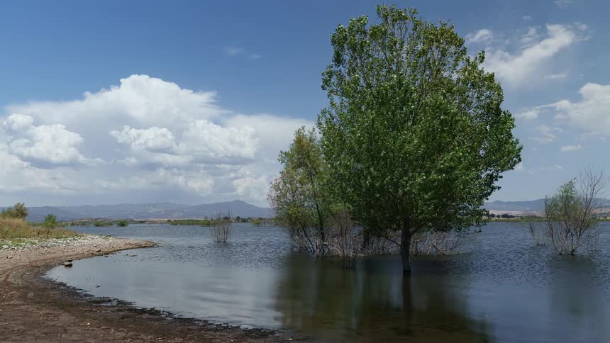Tree is partially submerged in water with a clear sky and scattered clouds above and mountains visible in the background
