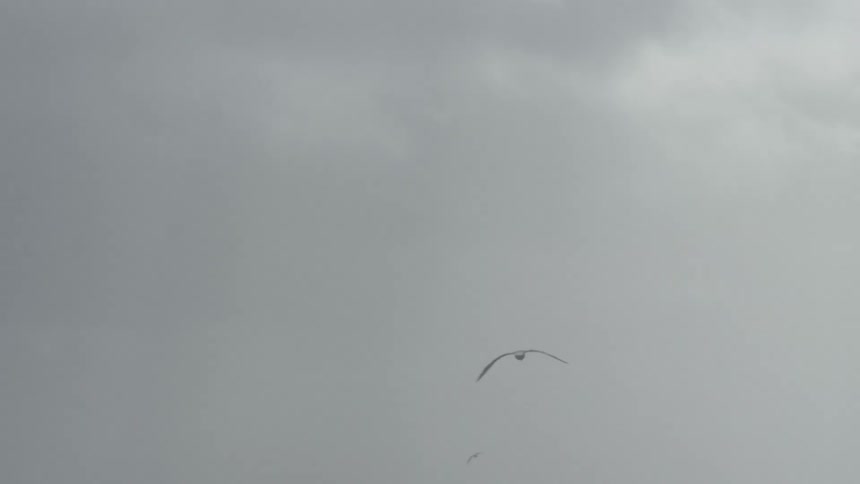 A bird flies over the ocean