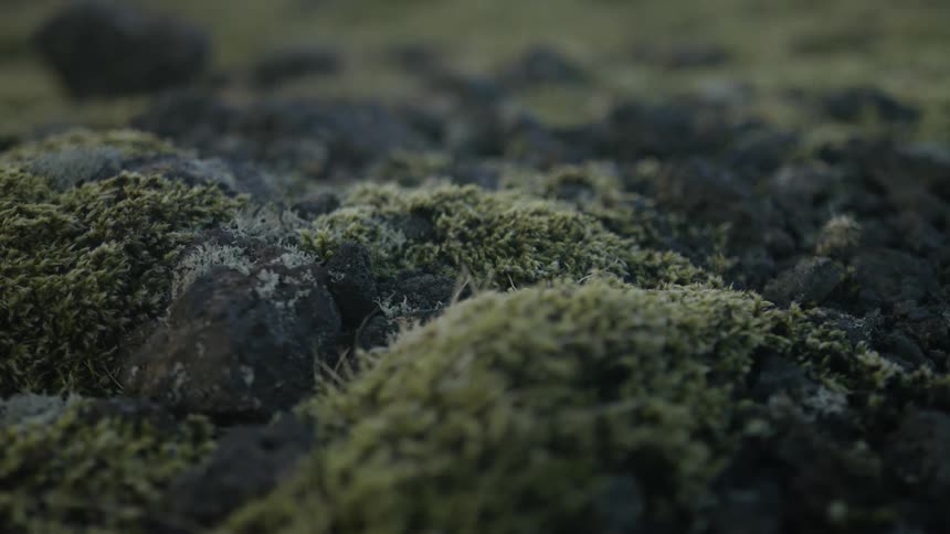 Close up of rocks and stones with moss