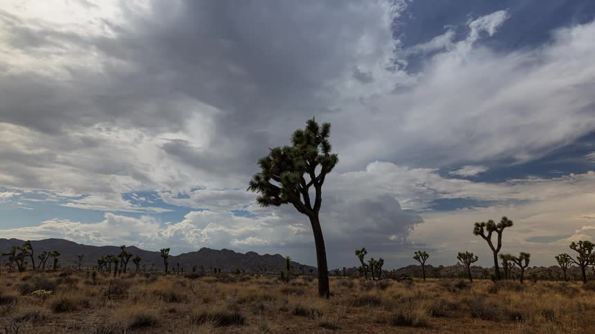 A desert landscape with scattered joshua trees under a cloudy sky
