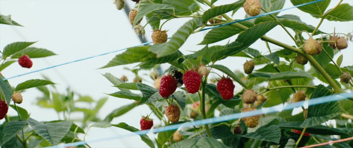 Close up of a bush with ripe and unripe strawberries