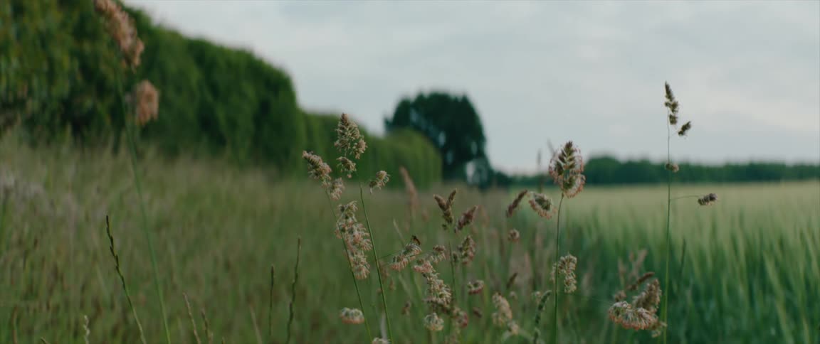 Long grass on a calm meadow