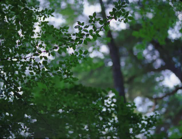 Trees in a calm forest
