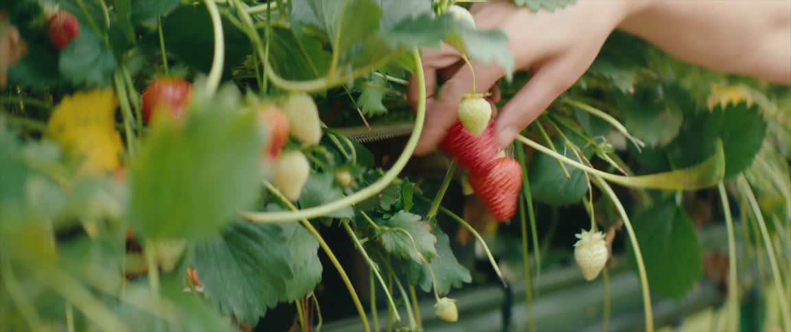 A woman picks a strawberry off of a plant