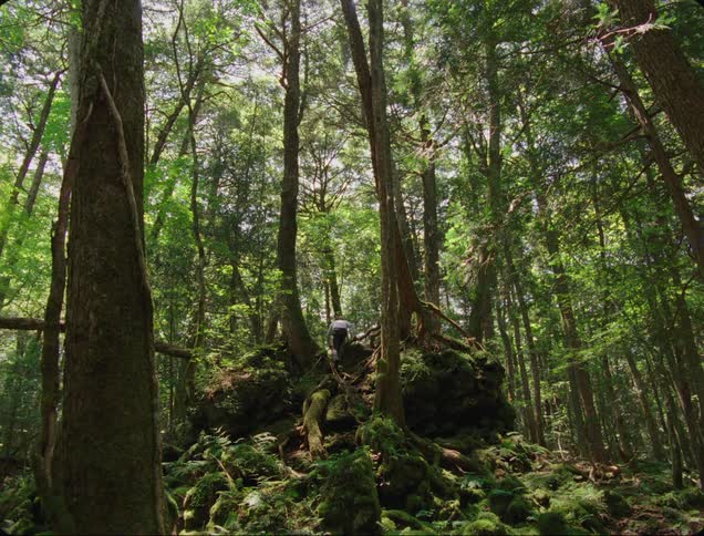 A man climbs up a hill in the forest