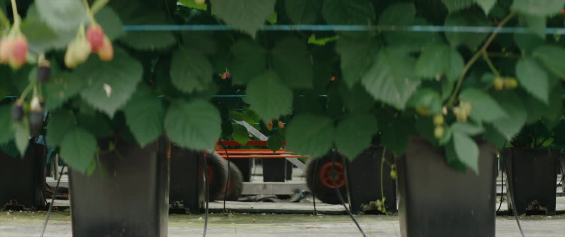 Corridor with blackberries and in the background the legs of a person walking with a wheeled cart