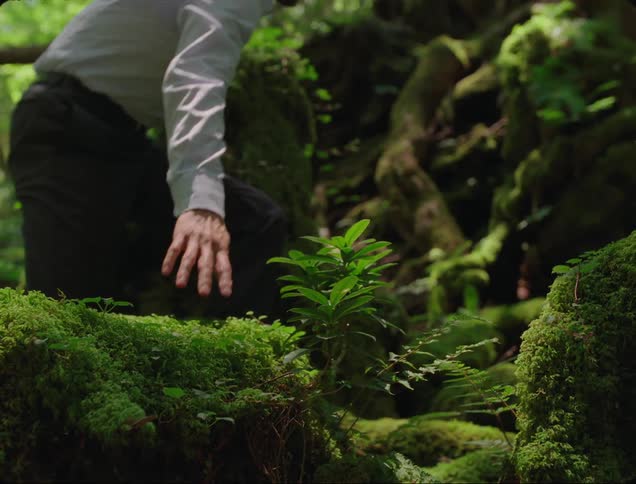 A closeup of a persons hand gently touching small green plants growing among mosscovered rocks in a lush forest
