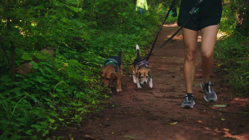 Person on a trail walking two dogs