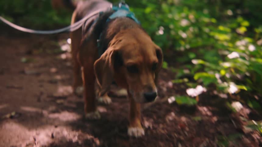 Dog walking along a trail in the forest